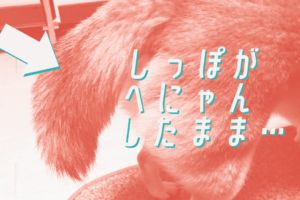 突然へにゃん…柴犬の尻尾が突然立たなくなった原因｜スタジオ・ボウズ｜京阪神で活動するフリーランスデザイナー