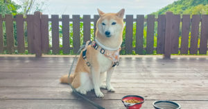 【柴犬のはなし】贅沢1棟貸し！ペット泊まれるコテージ「カレント志摩」レビュー｜スタジオ・ボウズ