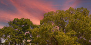 【Photoshop】これがSenseiのチカラか…空模様をカンタンに変えられる「空の置き換え」機能｜スタジオ・ボウズ