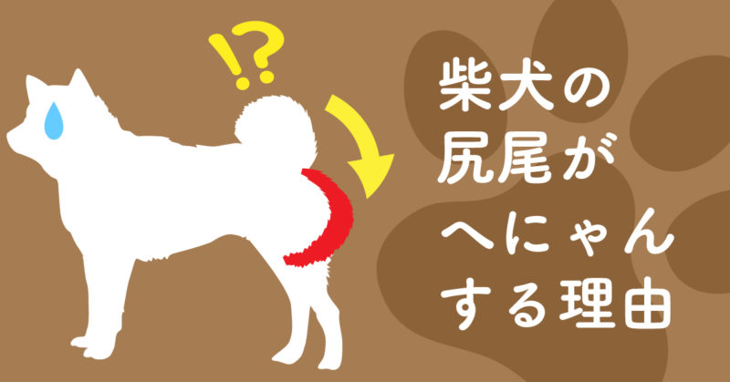 突然へにゃん…柴犬の尻尾が突然立たなくなった原因｜スタジオ・ボウズ｜京阪神で活動するフリーランスデザイナー